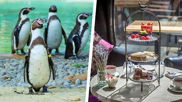 Afternoon Tea with Prosecco at Gordon Ramsay's York and Albany and London Zoo for Two